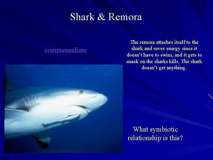 Shark & Remora commensalism The remora attaches itself to the shark and saves energy