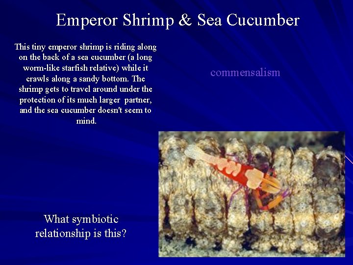 Emperor Shrimp & Sea Cucumber This tiny emperor shrimp is riding along on the