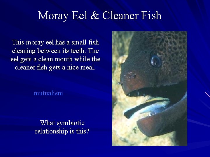Moray Eel & Cleaner Fish This moray eel has a small fish cleaning between