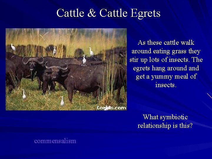 Cattle & Cattle Egrets As these cattle walk around eating grass they stir up