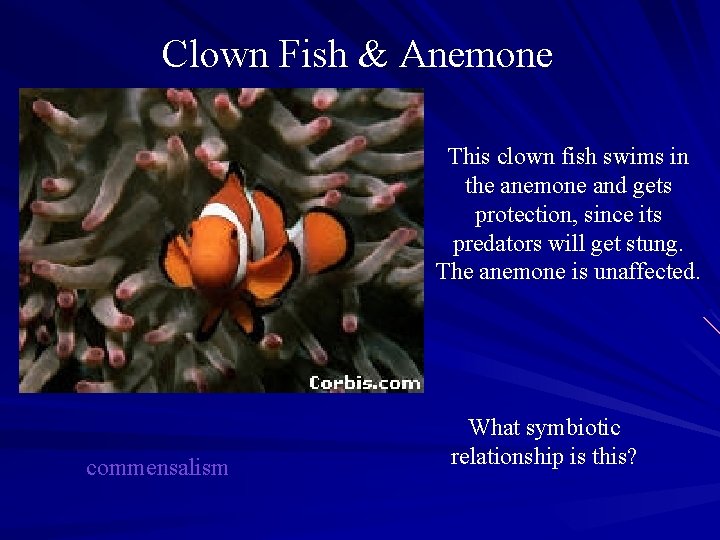 Clown Fish & Anemone This clown fish swims in the anemone and gets protection,