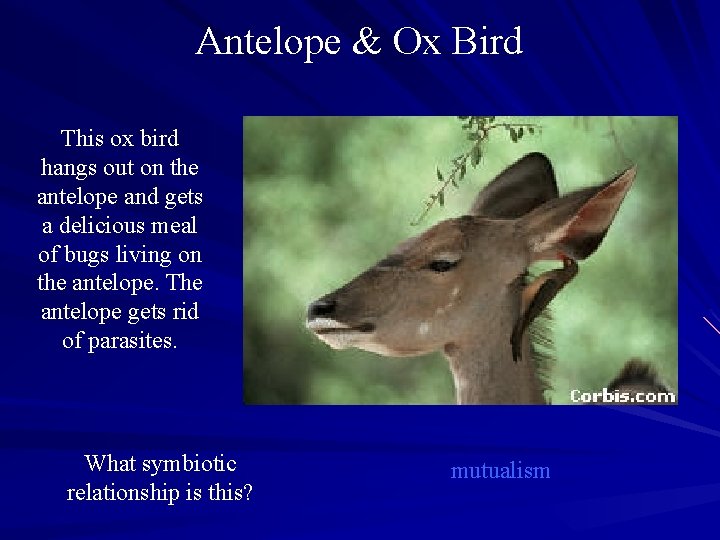 Antelope & Ox Bird This ox bird hangs out on the antelope and gets