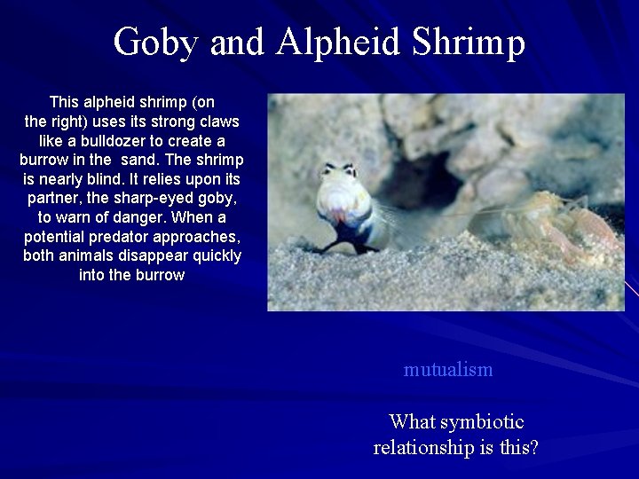 Goby and Alpheid Shrimp This alpheid shrimp (on the right) uses its strong claws