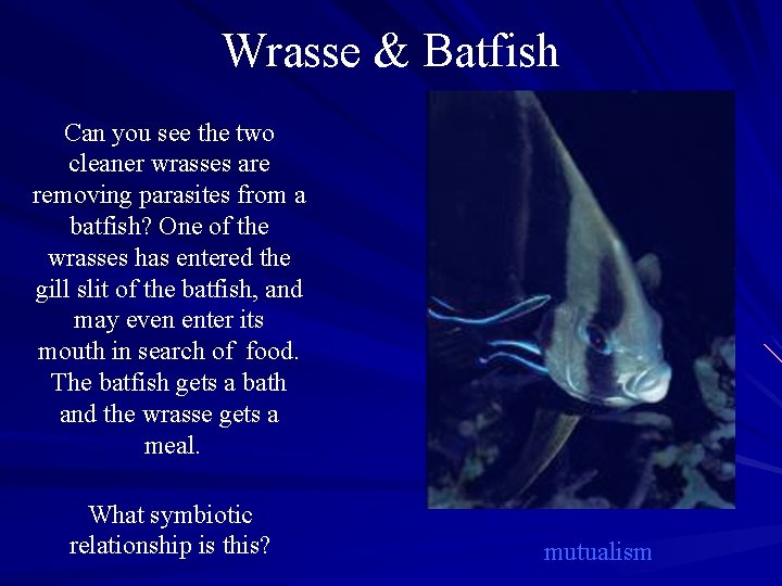 Wrasse & Batfish Can you see the two cleaner wrasses are removing parasites from