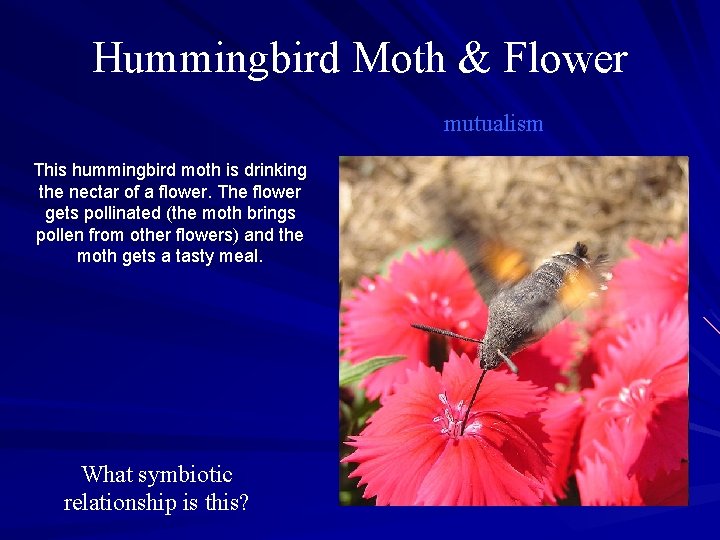 Hummingbird Moth & Flower mutualism This hummingbird moth is drinking the nectar of a