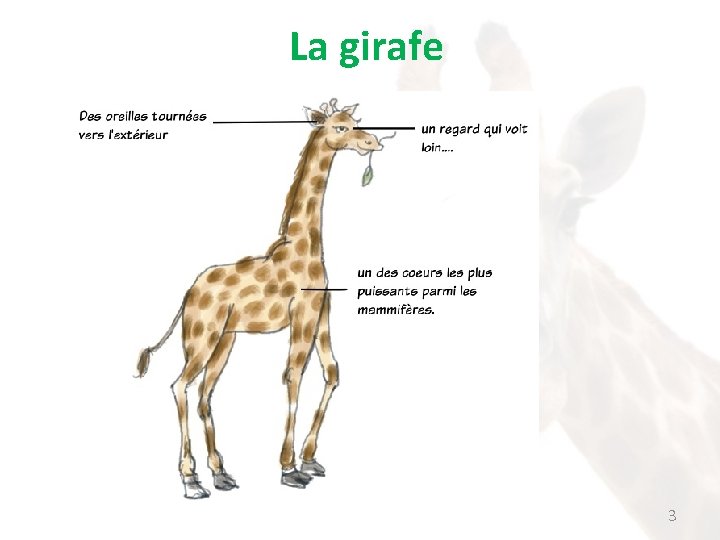 La girafe 3 