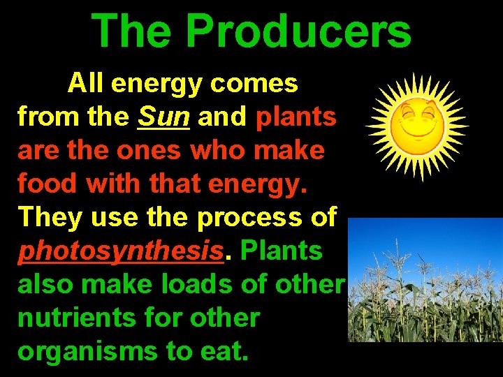 The Producers All energy comes from the Sun and plants are the ones who