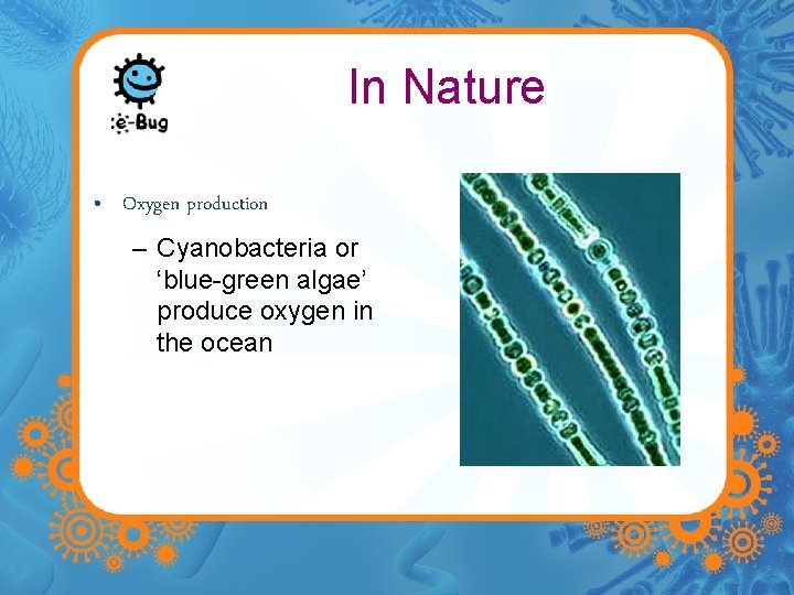 In Nature • Oxygen production – Cyanobacteria or ‘blue-green algae’ produce oxygen in the