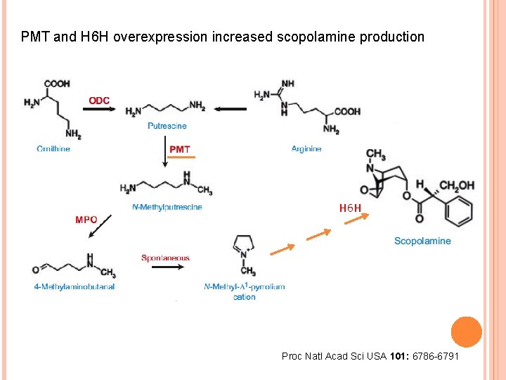 PMT and H 6 H overexpression increased scopolamine production H 6 H Proc Natl