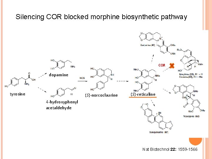 Silencing COR blocked morphine biosynthetic pathway COR dopamine tyrosine (S)-norcoclaurine (S)-reticuline 4 -hydroxyphenyl acetaldehyde