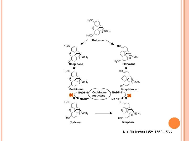 Nat Biotechnol 22: 1559 -1566 