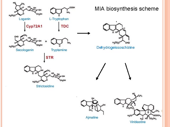 MIA biosynthesis scheme 