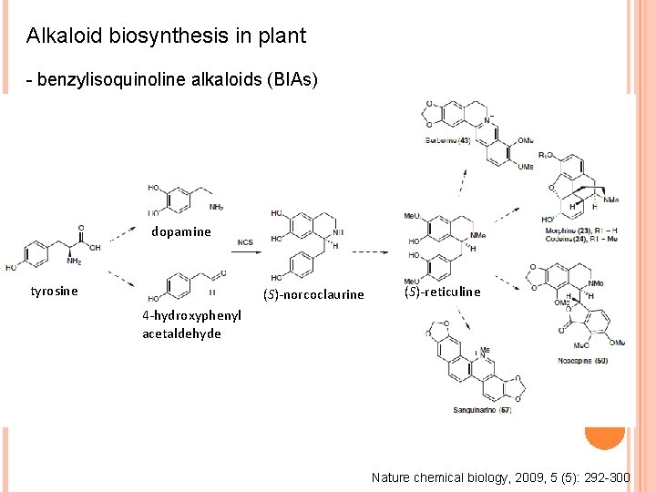 Alkaloid biosynthesis in plant - benzylisoquinoline alkaloids (BIAs) dopamine tyrosine (S)-norcoclaurine (S)-reticuline 4 -hydroxyphenyl