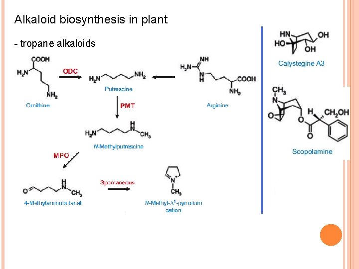 Alkaloid biosynthesis in plant - tropane alkaloids 