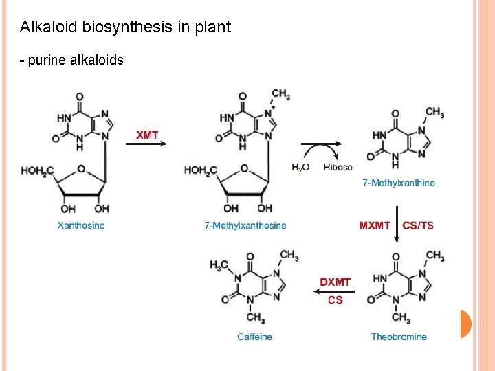 Alkaloid biosynthesis in plant - purine alkaloids 