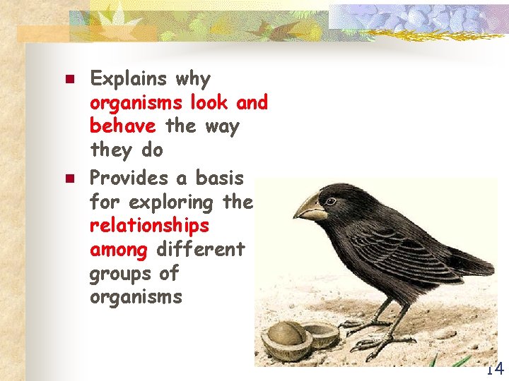 n n Explains why organisms look and behave the way they do Provides a