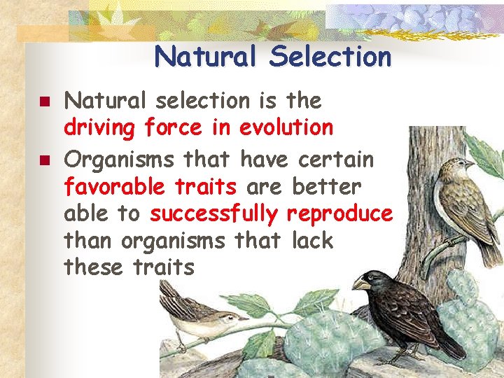 Natural Selection n n Natural selection is the driving force in evolution Organisms that