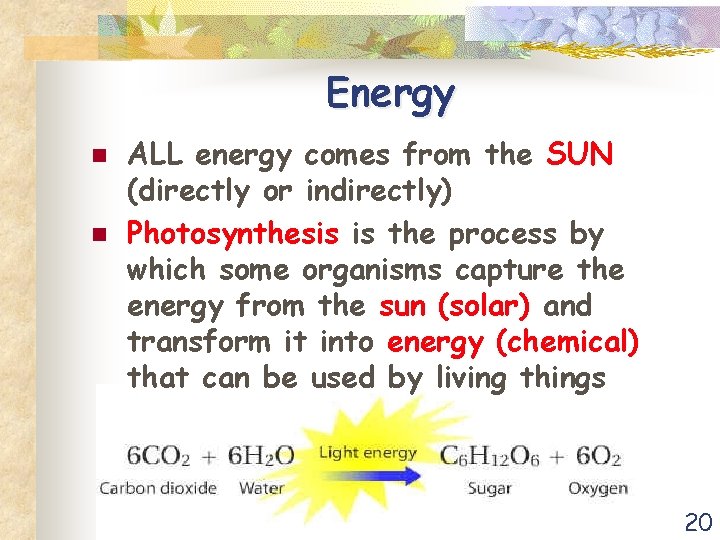 Energy n n ALL energy comes from the SUN (directly or indirectly) Photosynthesis is