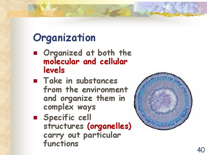 Organization n Organized at both the molecular and cellular levels Take in substances from