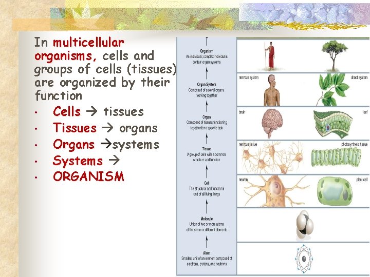 In multicellular organisms, cells and groups of cells (tissues) are organized by their function