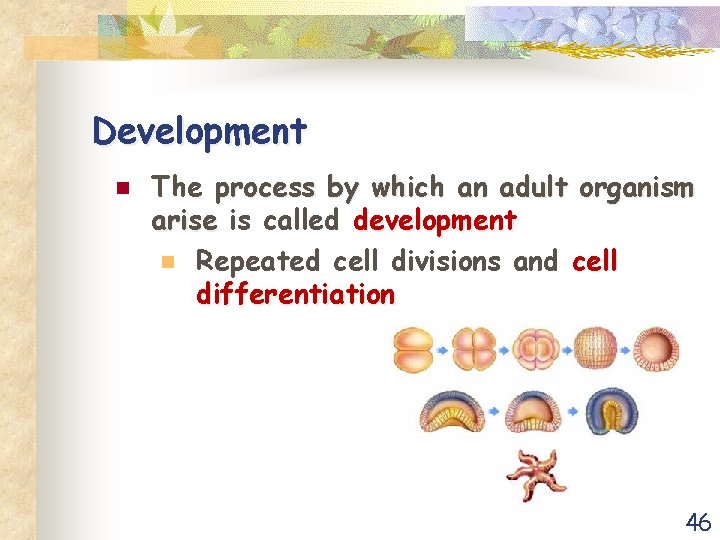 Development n The process by which an adult organism arise is called development n