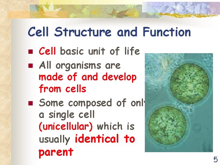 Cell Structure and Function n Cell basic unit of life All organisms are made