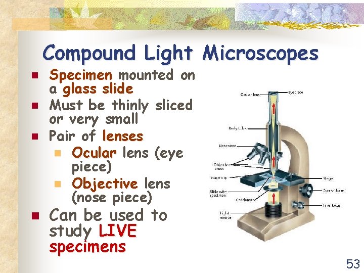 Compound Light Microscopes n n Specimen mounted on a glass slide Must be thinly