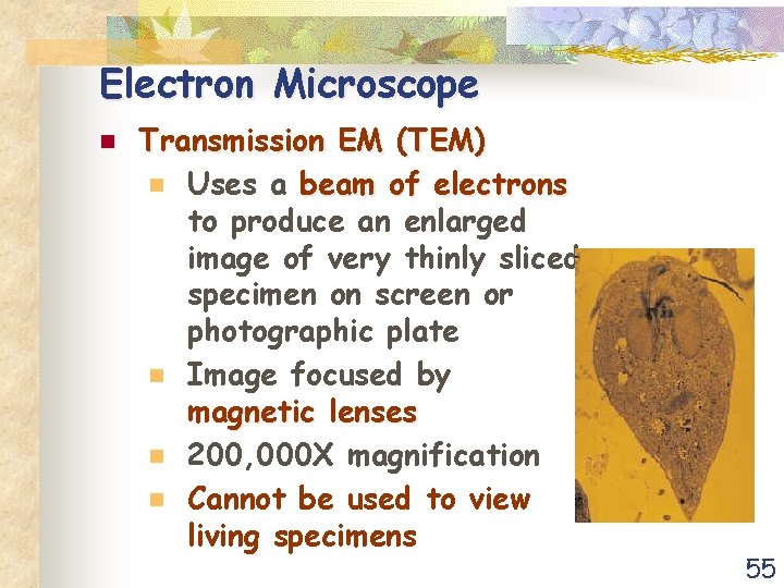 Electron Microscope n Transmission EM (TEM) n Uses a beam of electrons to produce