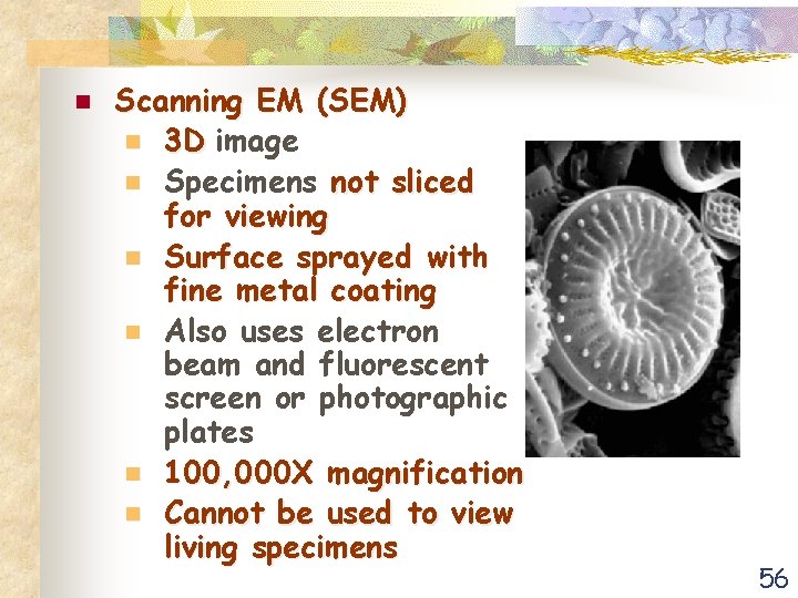 n Scanning EM (SEM) n 3 D image n Specimens not sliced for viewing