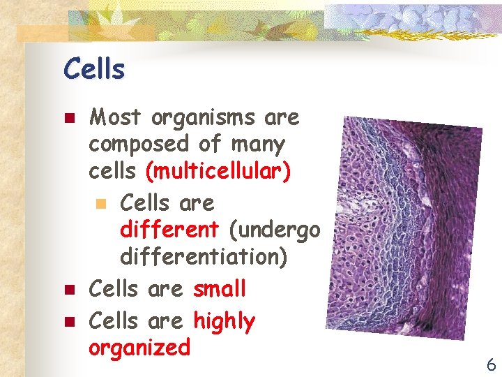 Cells n n n Most organisms are composed of many cells (multicellular) n Cells