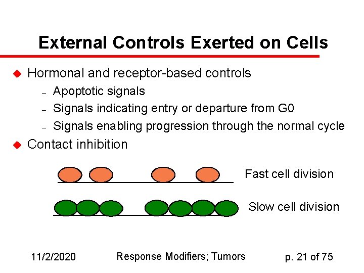 External Controls Exerted on Cells u Hormonal and receptor-based controls – – – u