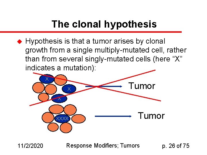 The clonal hypothesis u Hypothesis is that a tumor arises by clonal growth from