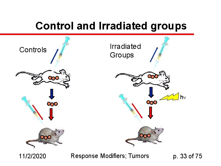 Control and Irradiated groups Controls Irradiated Groups h 11/2/2020 Response Modifiers; Tumors p. 33