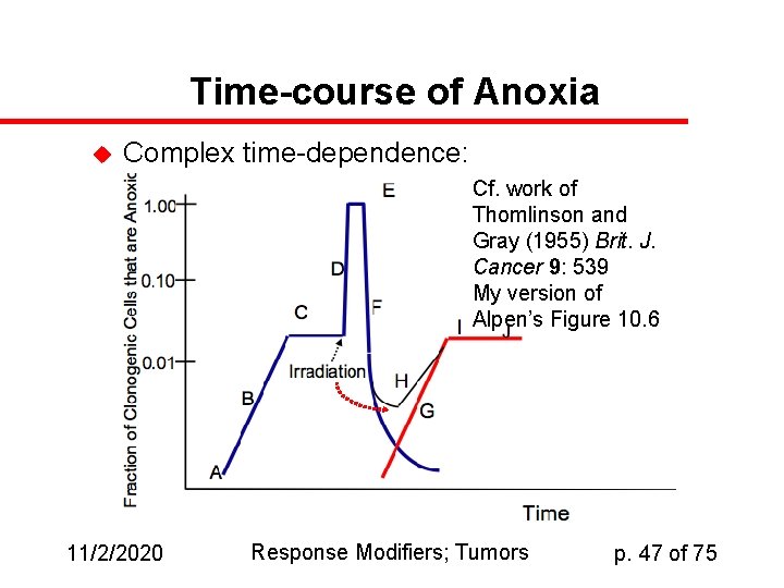 Time-course of Anoxia u Complex time-dependence: Cf. work of Thomlinson and Gray (1955) Brit.