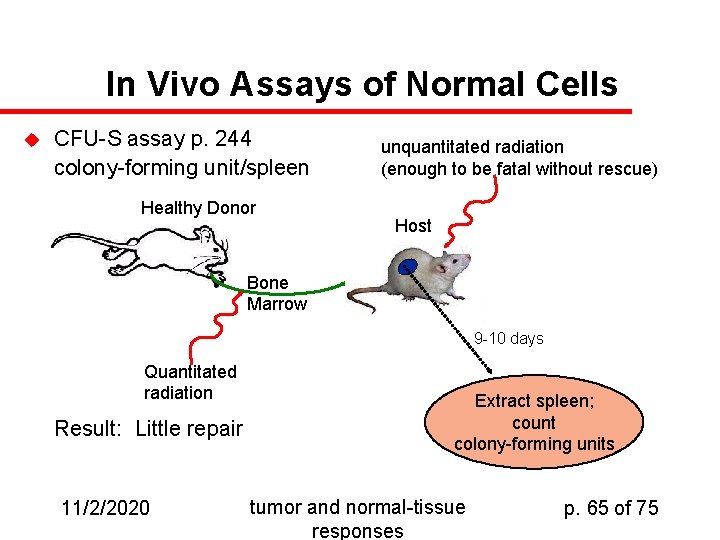 In Vivo Assays of Normal Cells u CFU-S assay p. 244 colony-forming unit/spleen Healthy