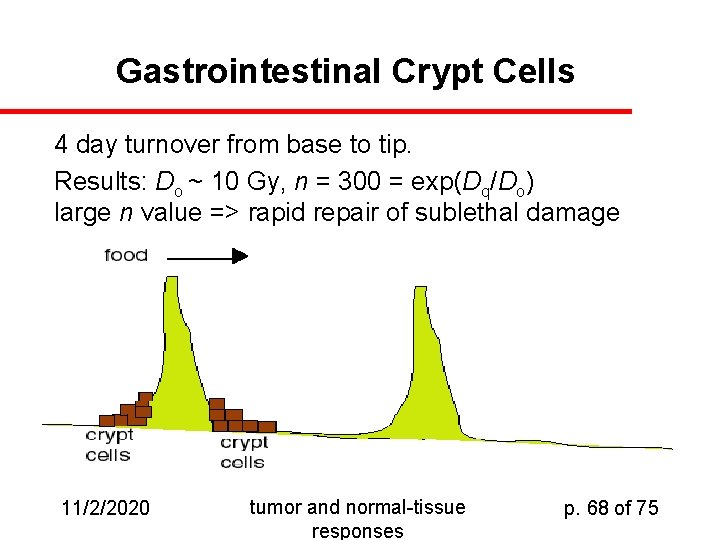 Gastrointestinal Crypt Cells 4 day turnover from base to tip. Results: Do ~ 10