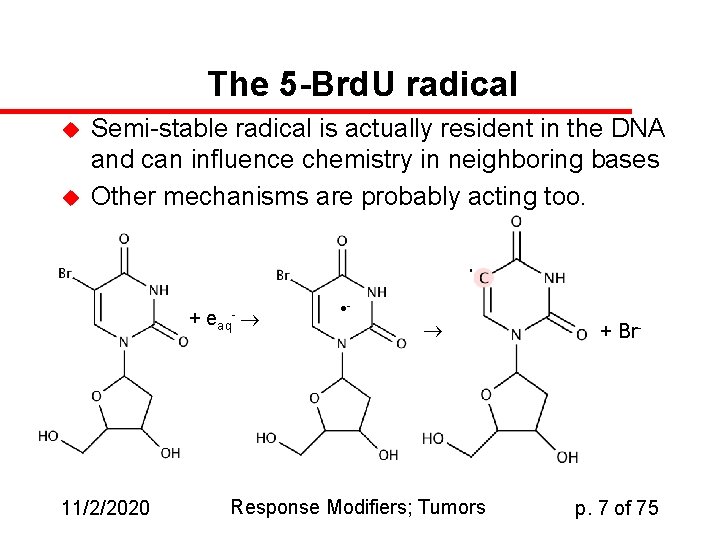 The 5 -Brd. U radical u u Semi-stable radical is actually resident in the