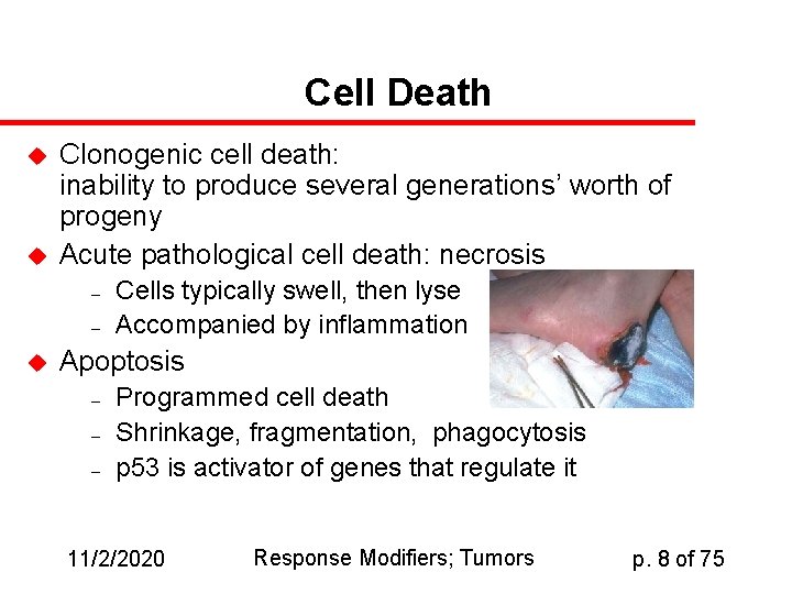 Cell Death u u Clonogenic cell death: inability to produce several generations’ worth of