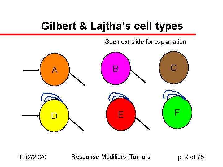 Gilbert & Lajtha’s cell types See next slide for explanation! A D 11/2/2020 B