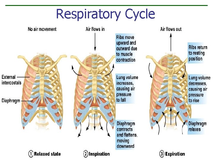 Respiratory Cycle Figure 10. 9 