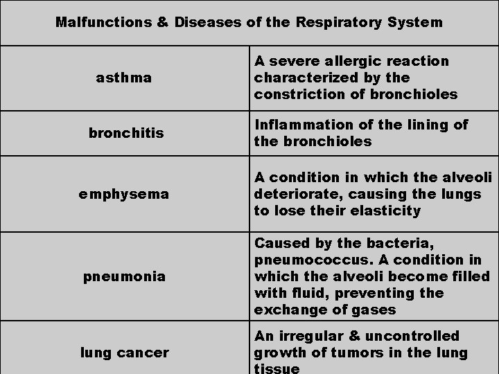 Malfunctions & Diseases of the Respiratory System asthma bronchitis A severe allergic reaction characterized