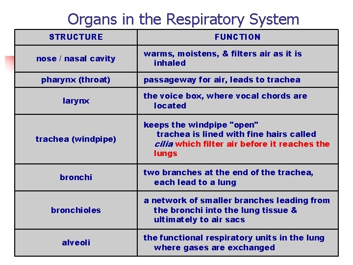 Organs in the Respiratory System STRUCTURE FUNCTION nose / nasal cavity warms, moistens, &