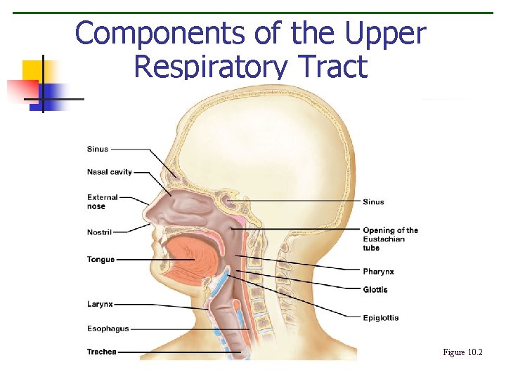 Components of the Upper Respiratory Tract Figure 10. 2 