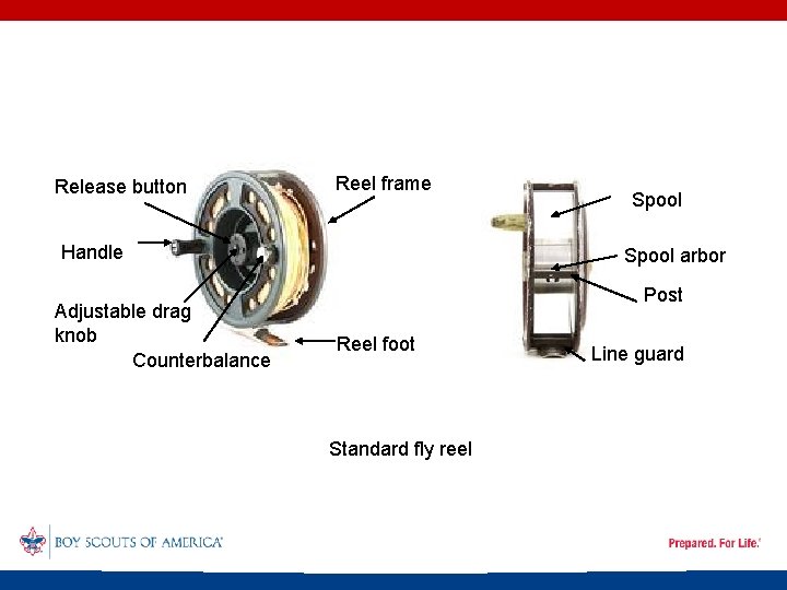 Release button Reel frame Handle Adjustable drag knob Counterbalance Spool arbor Post Reel foot