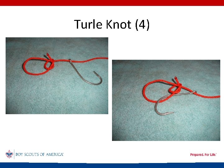 Turle Knot (4) 