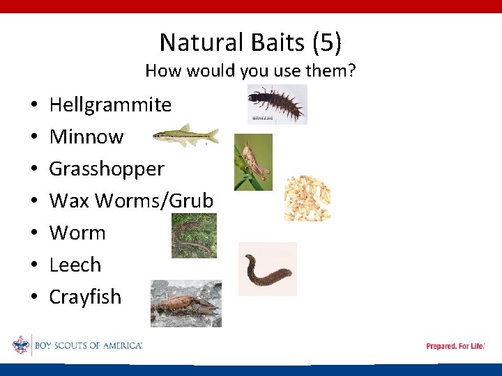 Natural Baits (5) How would you use them? • • Hellgrammite Minnow Grasshopper Wax