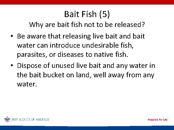 Bait Fish (5) Why are bait fish not to be released? • Be aware