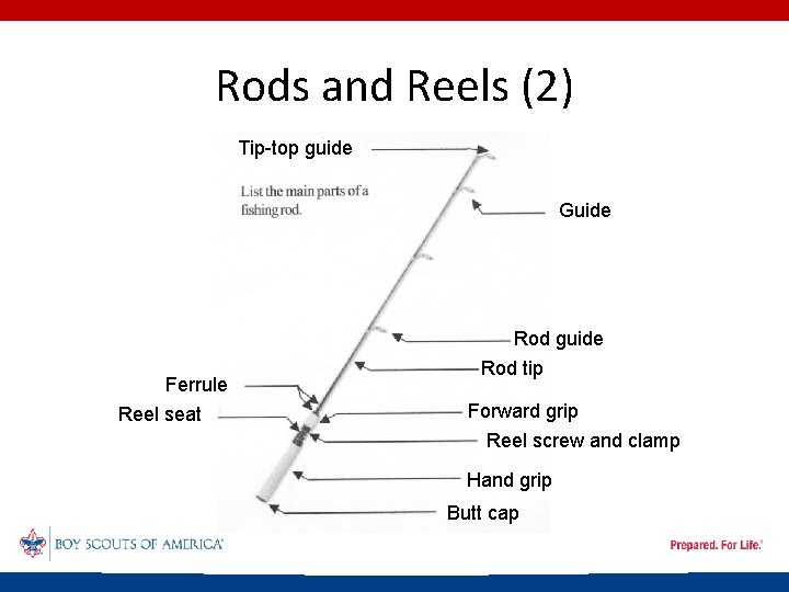 Rods and Reels (2) Tip-top guide Guide Ferrule Reel seat Rod guide Rod tip