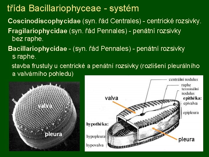 třída Bacillariophyceae - systém Coscinodiscophycidae (syn. řád Centrales) - centrické rozsivky. Fragilariophycidae (syn. řád