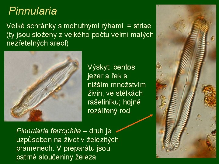 Pinnularia Velké schránky s mohutnými rýhami = striae (ty jsou složeny z velkého počtu